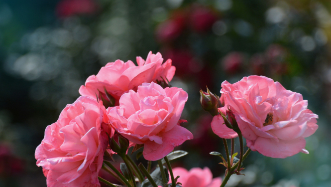 Rozes