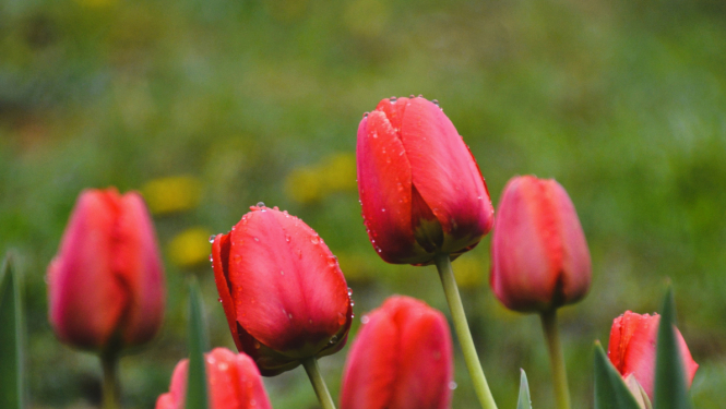Sarkanas tulpes