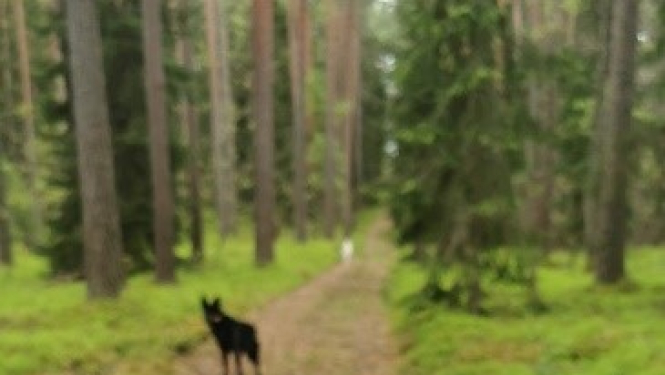 Noskaidroti cilpošanas spēles “Eiropa Vidzemē” uzvarētāji