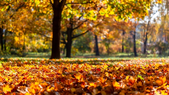 rudens lapas