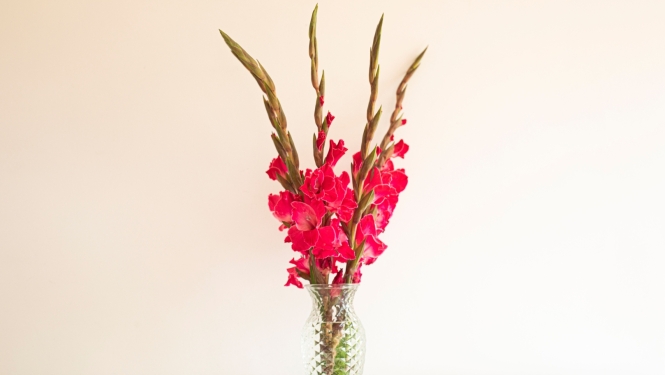 Gladiolas