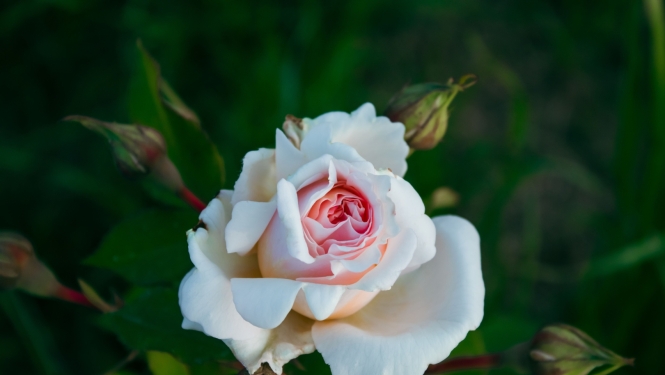 roze