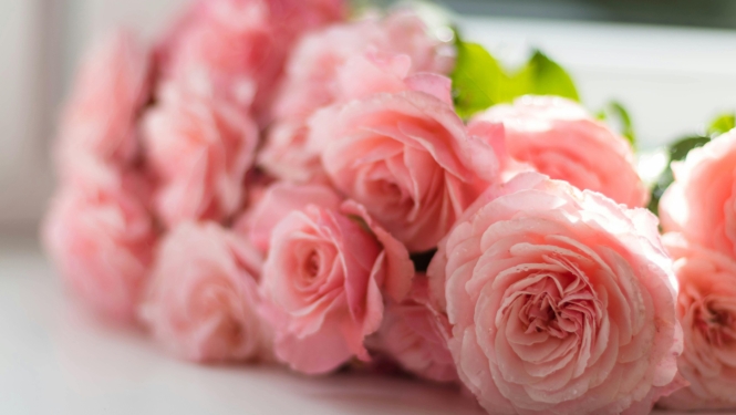 rozes