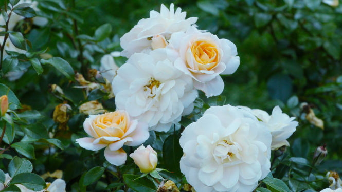 Rozes