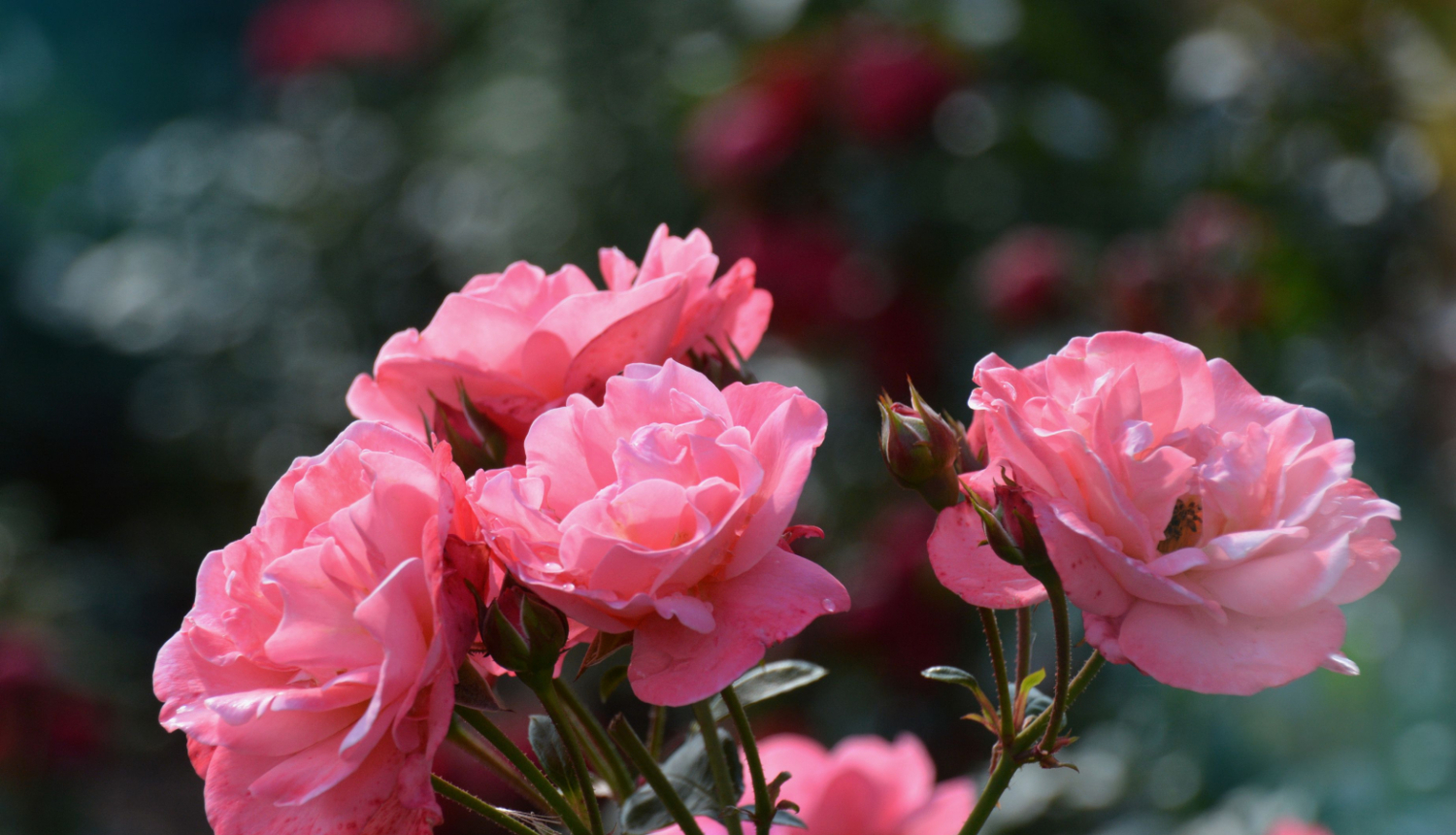 Rozes
