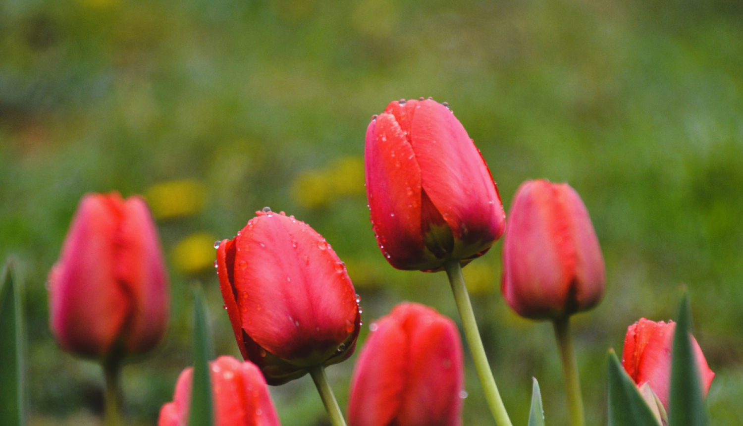 Sarkanas tulpes