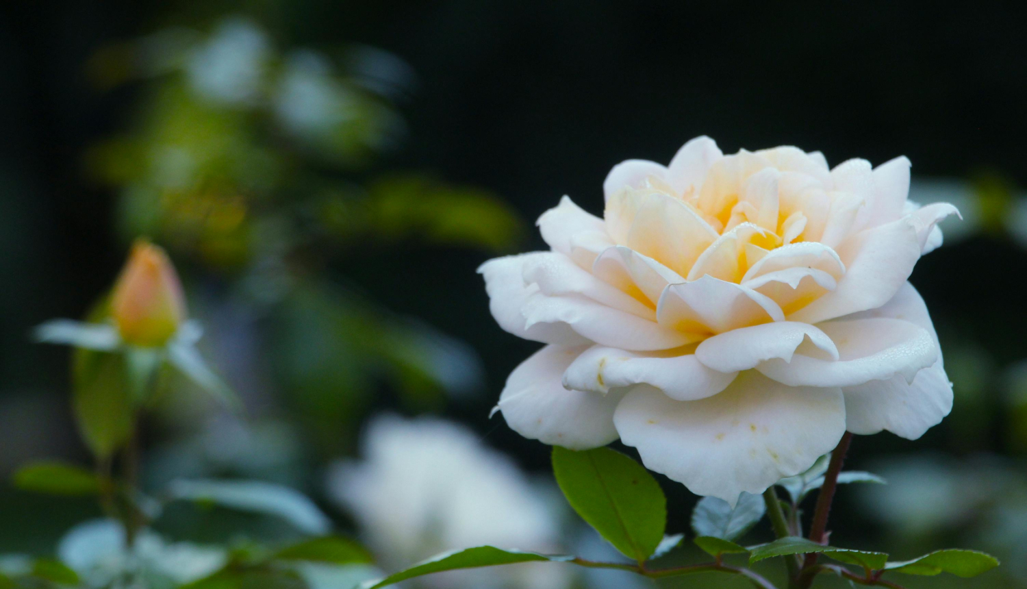 Balta roze