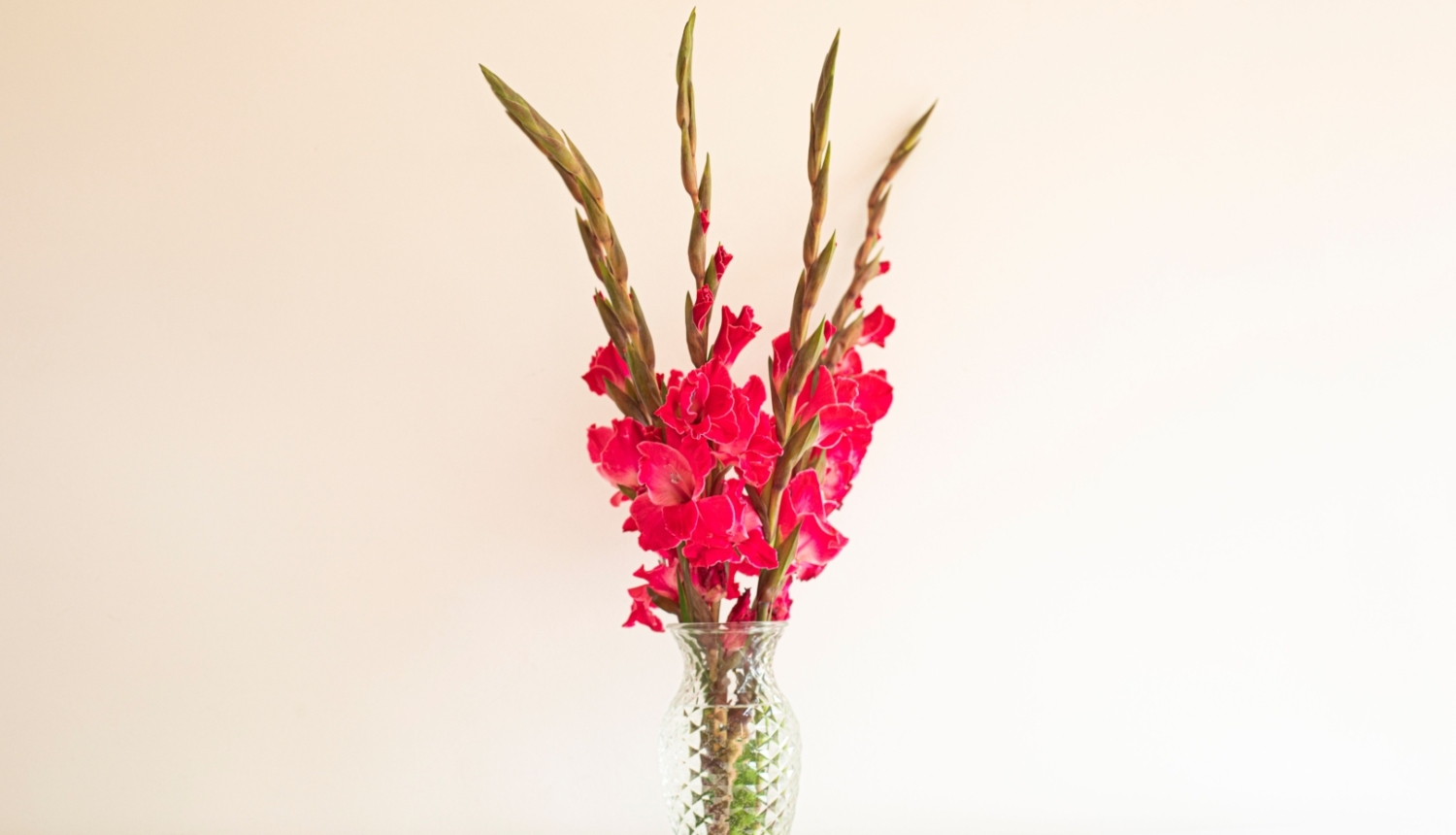 Gladiolas