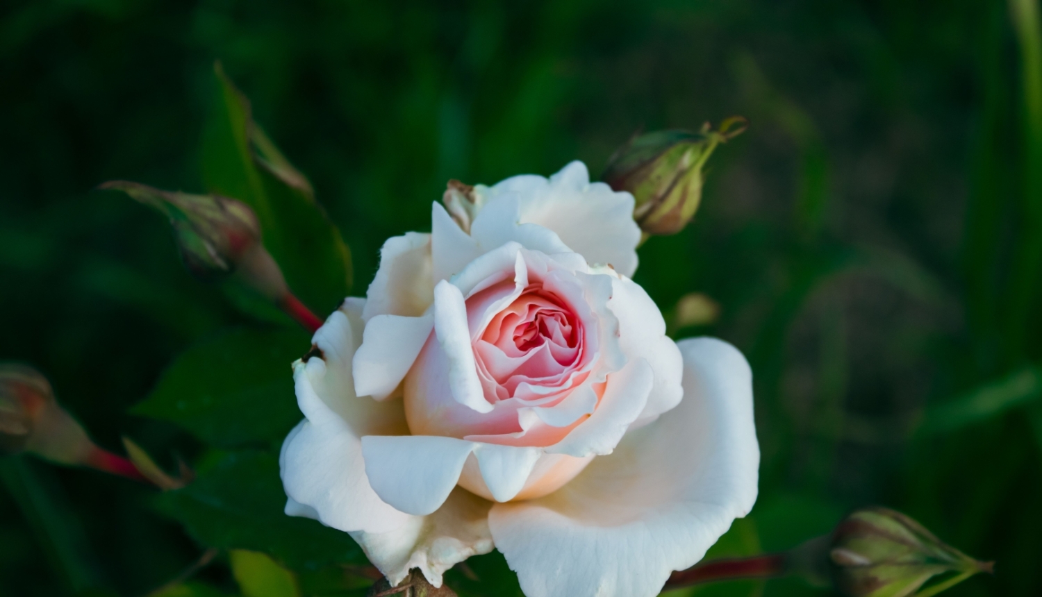 roze