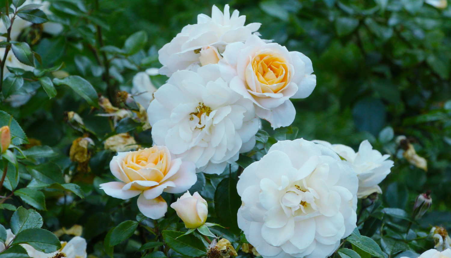 Rozes