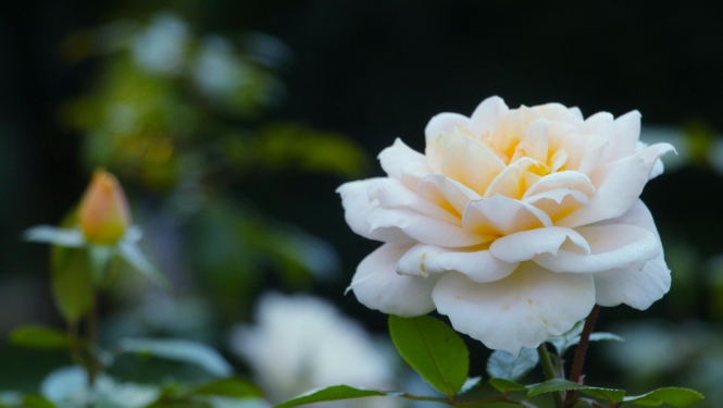 Balta roze