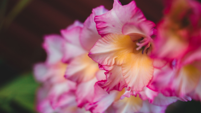 Gladiolas