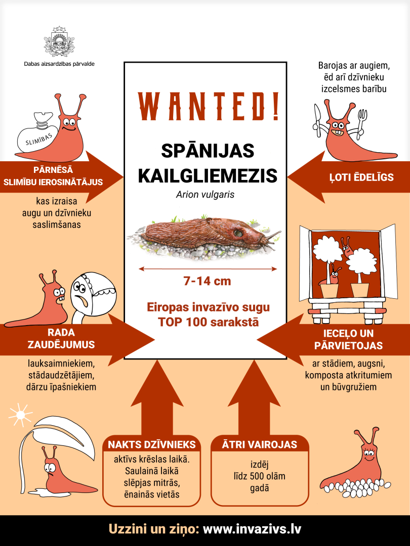 Inforgrafika ar Spānijas kailgliemeža aprakstiem