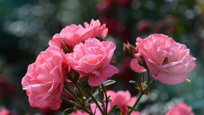 Rozes