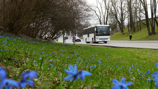 Autobuss brauc pa ielu, priekšplānā zāliens ar zilām puķītēm