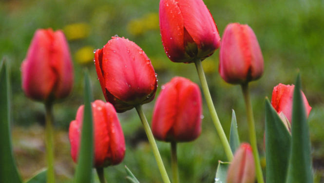 Sarkanas tulpes