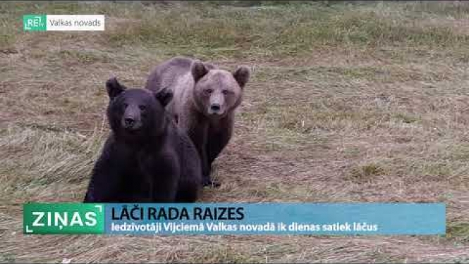 Pārdrošā lāču uzvedība Vijciema lauku teritorijās rada bažas par cilvēku drošību