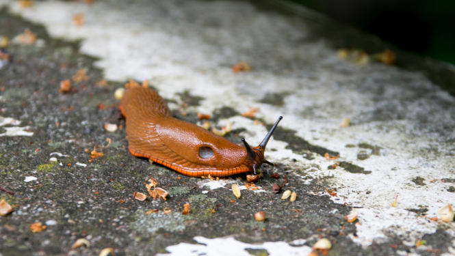 Spānijas kailgliemezis