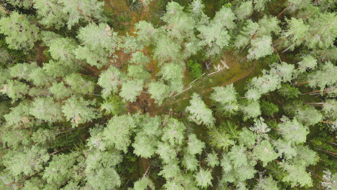 Mežs skats no augšas vasarā