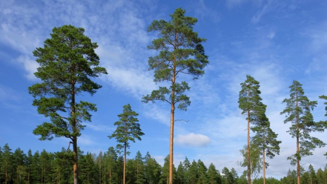 LAD apstiprina projektu “Jaunaudžu retināšana Valkas pilsētas mežos”