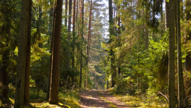 Mežs ar taku pa vidu