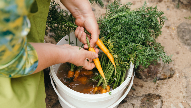 Identificēti šķēršļi vietējo ražotāju dalībai publiskajos pārtikas produktu iepirkumos