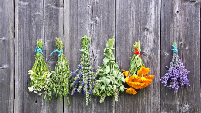 Seminārs – meistarklase “Augi visapkārt un to izmantošana”