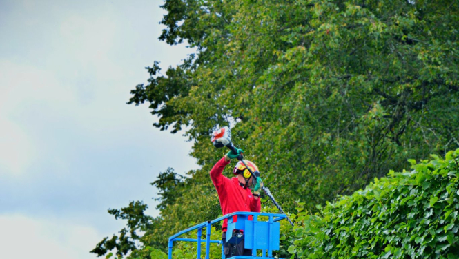 Nākamnedēļ Valkā notiks liepu kopšanas – formēšanas darbi