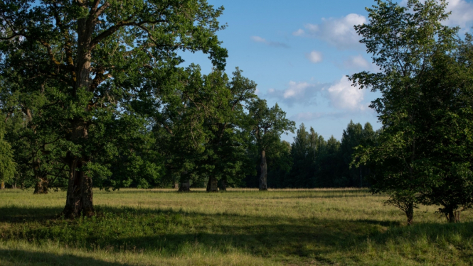 Valkas novada pašvaldība īsteno projektu “WoodMeadowLIFE”