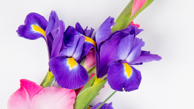 Zinību diena Valkā 1.septembris AKTUALIZĒTS