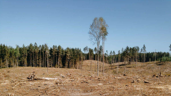 Norisināsies seminārs "Meža nekoksnes resursi, to apsaimniekošana un izmantošana"