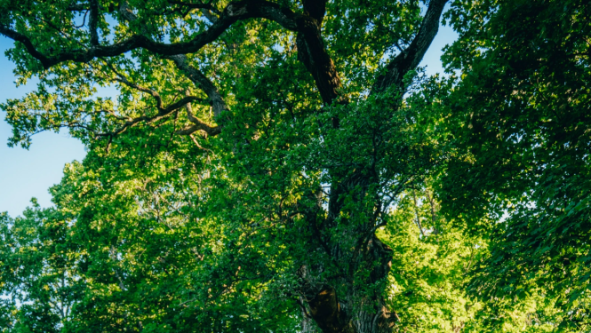 Aicinām cilvēkus nobalsot par Eiropas gada koku 2023