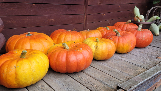 264 Vidzemes mājsaimniecības dārzkopības projektos sagatavojušas bagātīgus krājumus ziemai