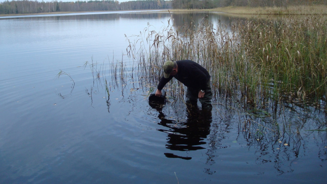 Ezerā Salainis tika ielaisti zandartu mazuļi