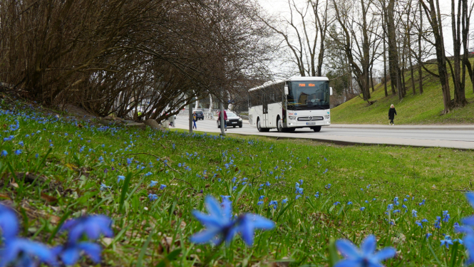 Autobuss brauc pa ielu, priekšplānā zāliens ar zilām puķītēm