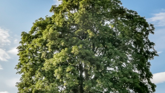 16 Eiropas valstīs sākas balsojums par “Eiropas Gada koku 2022”