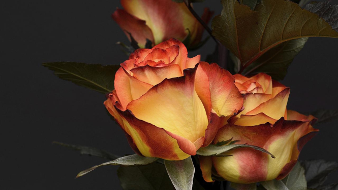 Noslēgušās Latvijas amatierteātru iestudējumu skates “Gada izrāde 2021” reģionu skates