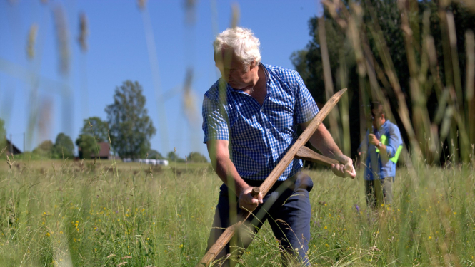 Līgo svētku priekšvakarā Kārķos norisināsies tradicionālās izkapts pļaušanas sacīkstes un citas aktivitātes