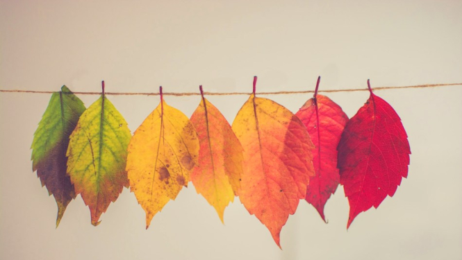 Jauniešu un darbā ar jaunatni iesaistīto izaugsmes iespējas novembrī – vebināri, tiešsaistes mācības, aptaujas un spēles