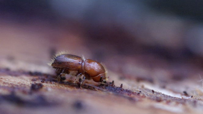 Palielinās egļu astoņzobu mizgraužu savairošanās risks. Ko darīt un ko nedarīt meža īpašniekam?