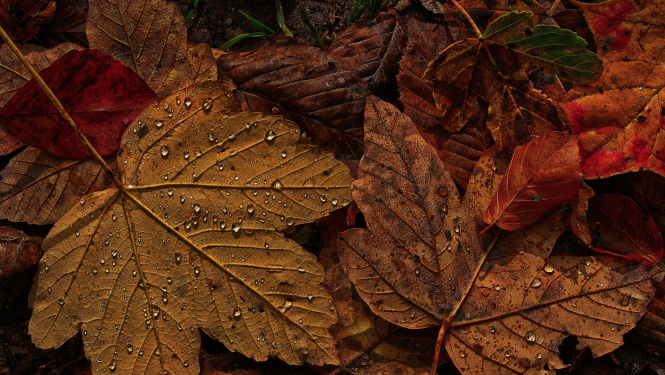 Noslēgusies lapu savākšanas akcija Valkas pilsētā