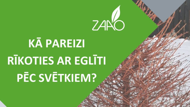 Kā pareizi rīkoties ar eglīti pēc svētkiem?