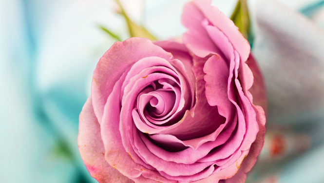 Sirsnīgi sveicam Starptautiskajā sieviešu dienā!