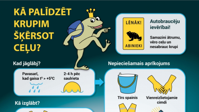 Infografika - kā palīdzēt krupi šķērsot ceļu?