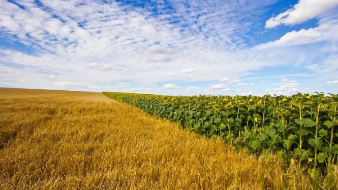 Neapstrādāta lauksaimniecības zeme
