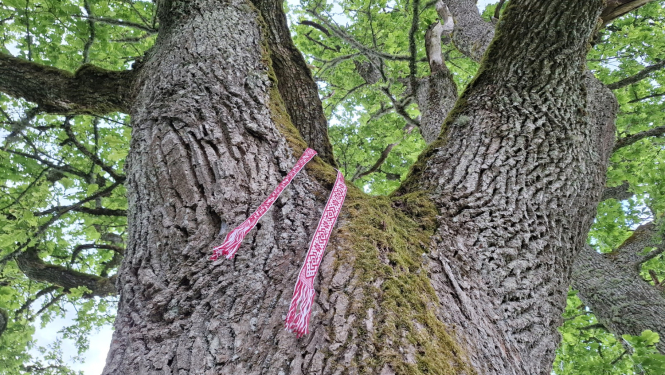 Ozols ar atutisku jostu