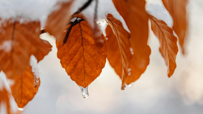 Lietus lāses uz koka lapām