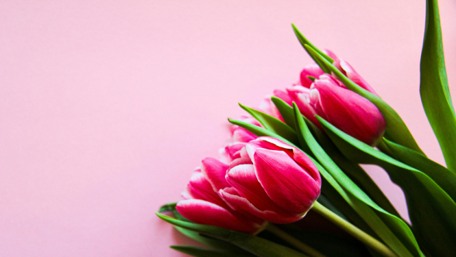 Rozā tulpes