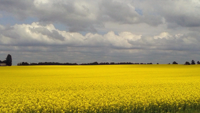 Rapša lauks ar apmākušām debesīm