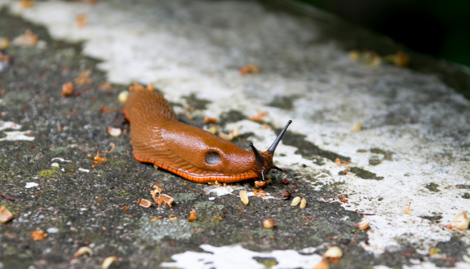 Spānijas kailgliemezis